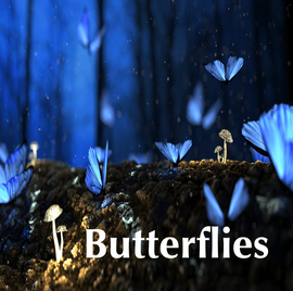 butterflies butterflies