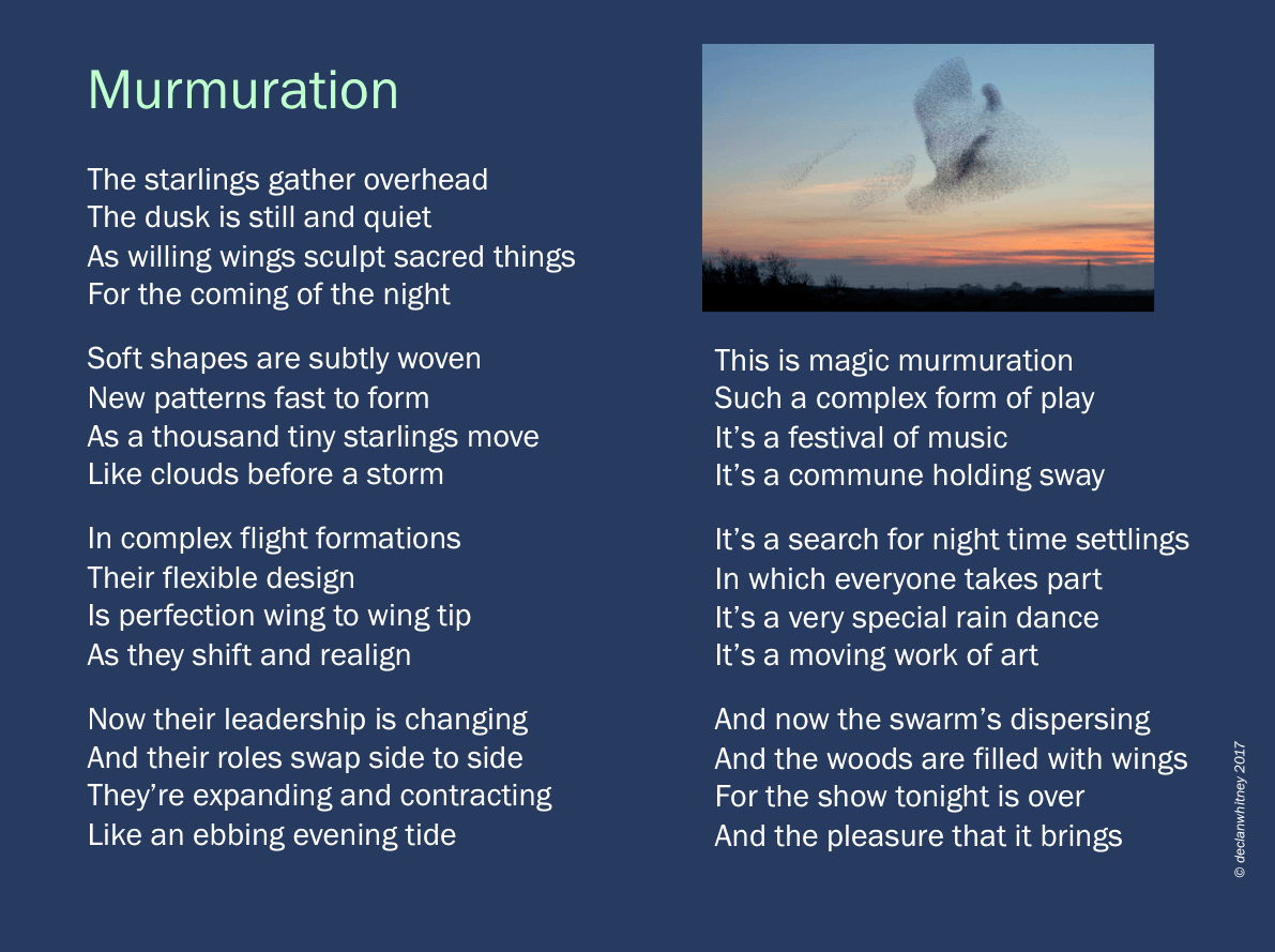 Murmuration Murmuration | Starlings forming a bird-shaped murmuration at sunset over a field