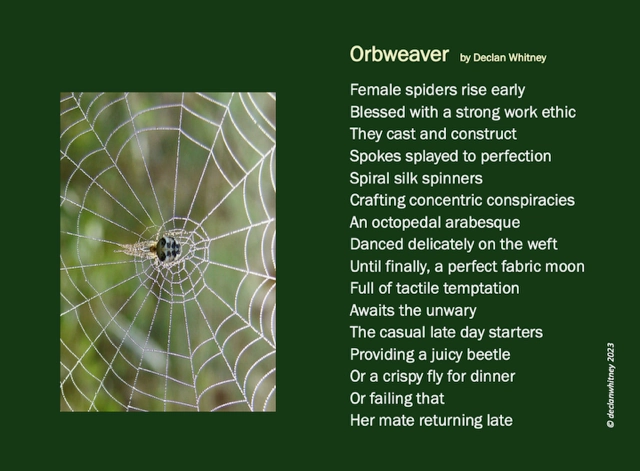 ORBWEAVER