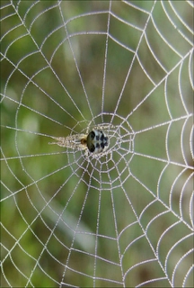 lifepoems_orbweaver