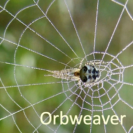 orbweaver square link pic orbweaver square link pic
