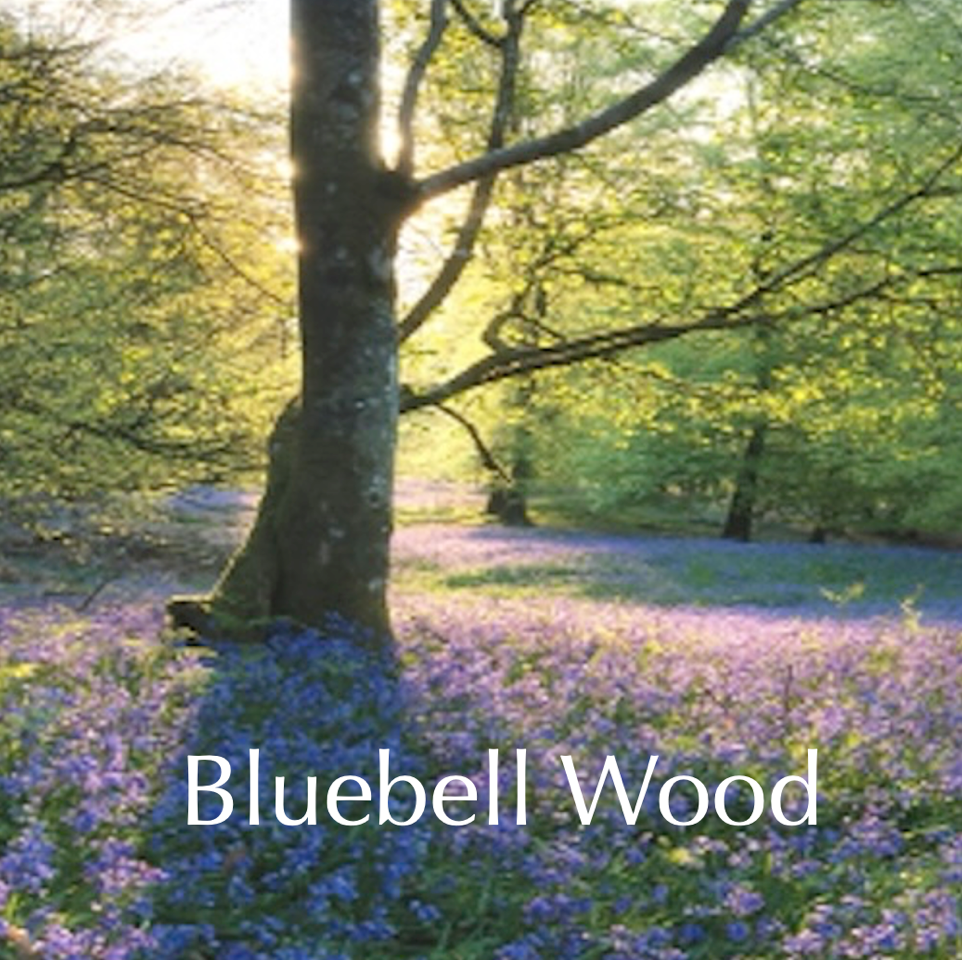 Bluebell Wood