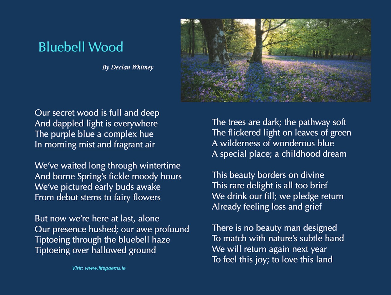 Bluebell Wood